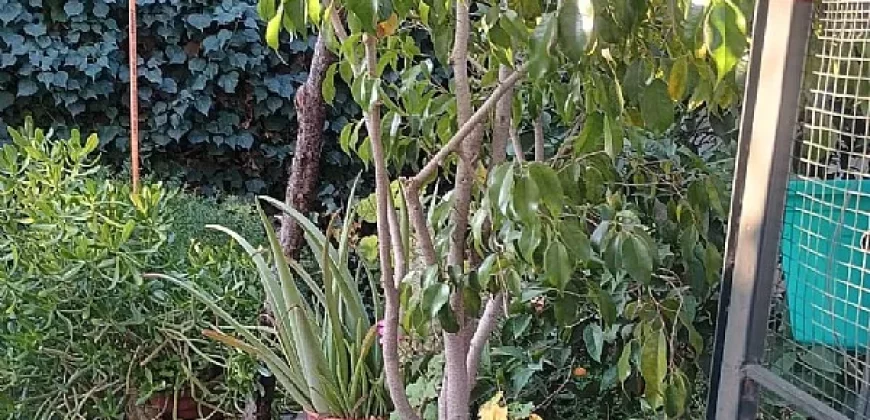 MAIPÚ